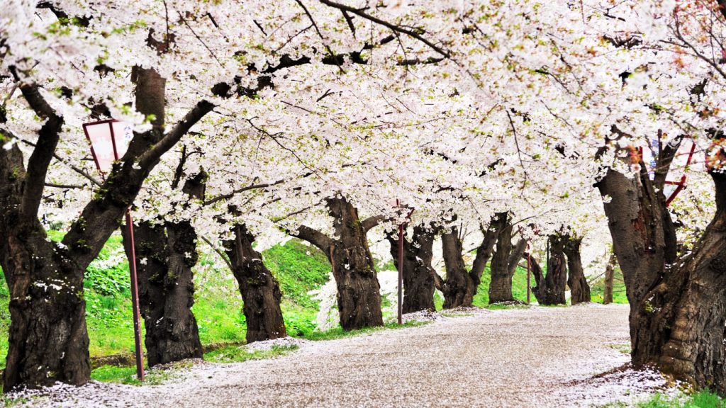 cerisier japonais